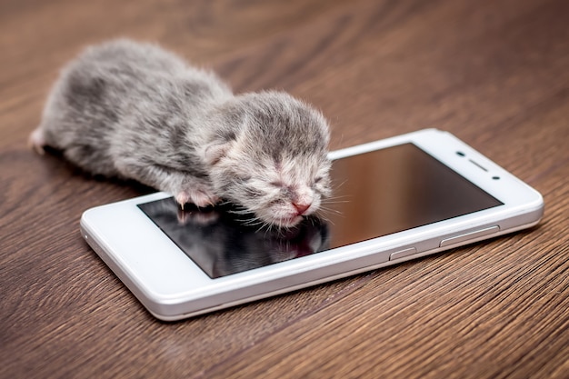 Um gatinho recém-nascido cinzento perto do telefone móvel. O bebê está ligando para a mãe. Maly aprende sobre a tecnologia moderna, se familiariza com o telefone móvel_