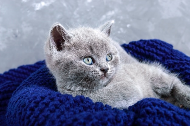 Um gatinho reto escocês cinzento pequeno em uma cesta. Gatinho feliz olhando de perto.