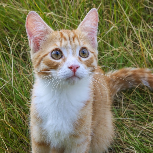 um gatinho ruivo está sentado na grama
