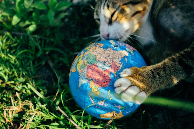 Foto um gatinho segurando um globo azul em um gramado verde