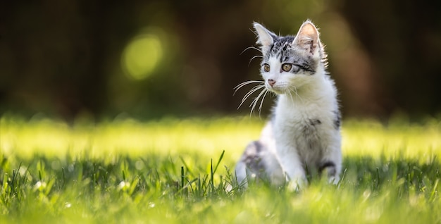 Um gatinho sentado em uma grama no jardim. Ela tem pelo fofo, orelhas afiadas e mente curiosa.