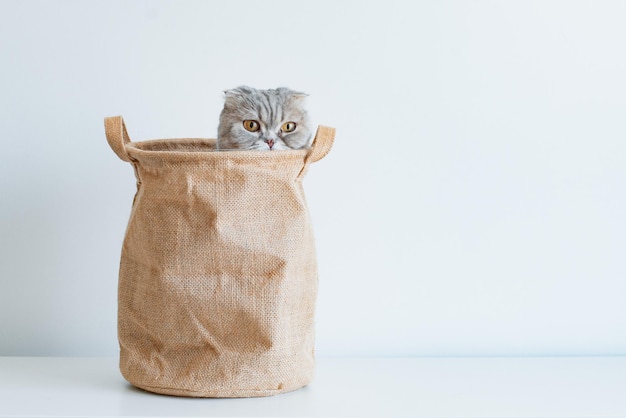 Um gatinho travesso cinza listrado complicado parece fora do saco com os olhos em um fundo branco