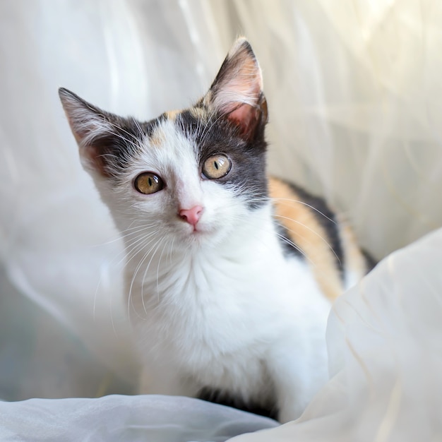 Um gatinho tricolor fofo e fofo ronrona e olha nos seus olhos