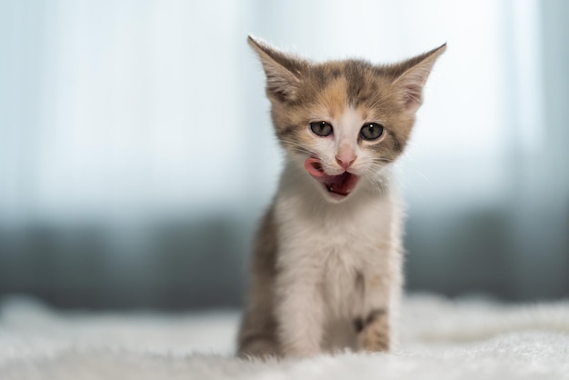 Um gatinho vermelho-acinzentado com orelhas grandes senta-se na cama e lambe os lábios. O animal de estimação olha para a câmera. Um animal bem alimentado. Close-up, fundo desfocado.