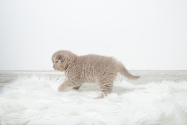 Um gatinho vermelho caminha pela sala. Gatinho em movimento. Lindo gato fofo. Gatinho em um quarto luminoso e confortável