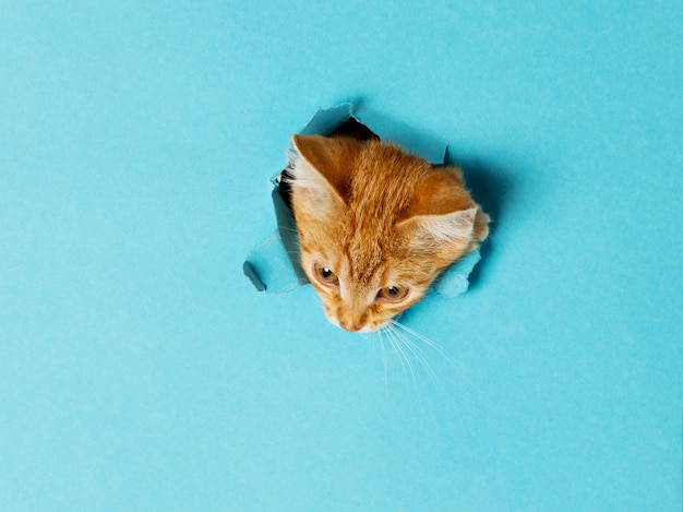 Um gatinho vermelho fofo espia por um buraco no papel. Animal de estimação lúdico e engraçado, em branco para publicidade, cartaz, venda, clínica veterinária.