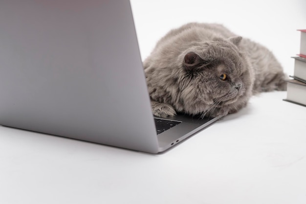 Um gato adorável da dobra escocesa usando o laptop no estúdio