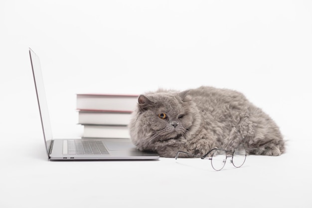 Um gato adorável da dobra escocesa usando o laptop no estúdio