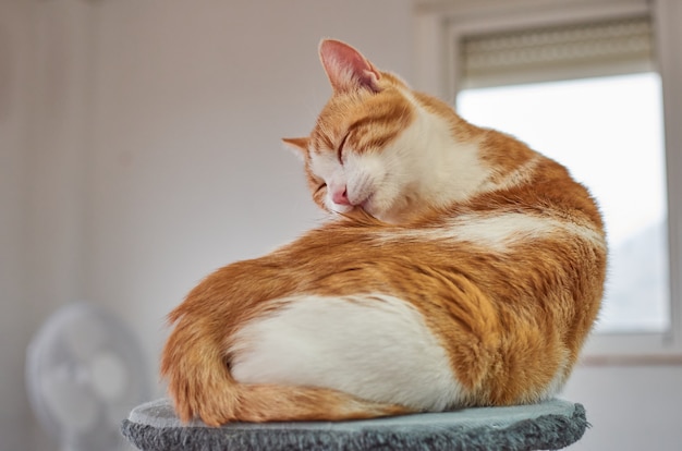 Um gato adorável de olhos fechados se divertindo se limpando