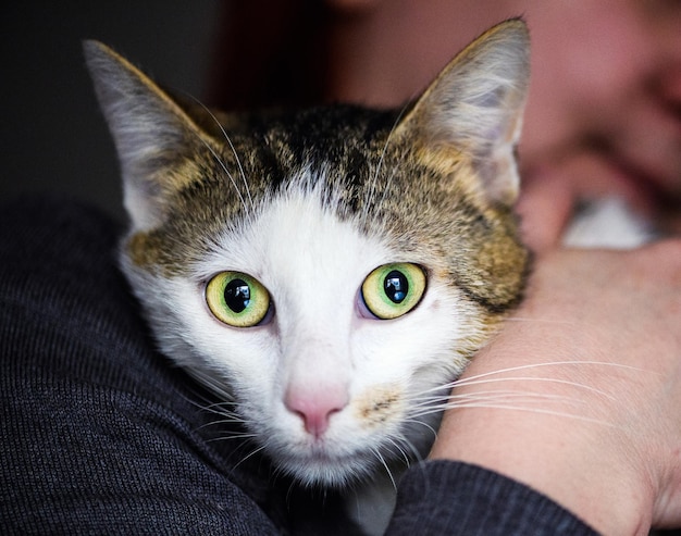 Foto um gato adorável.