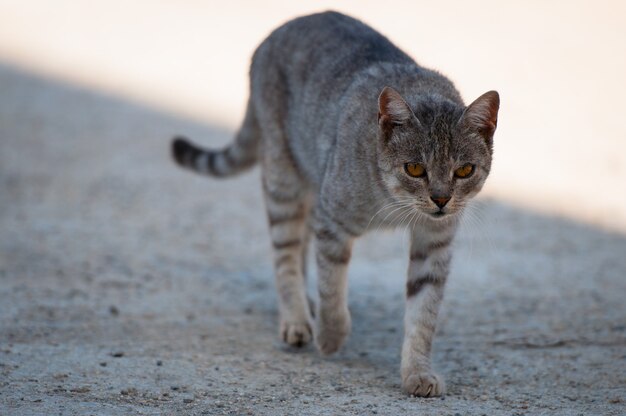 Um gato adulto listrado caminha na calçada.