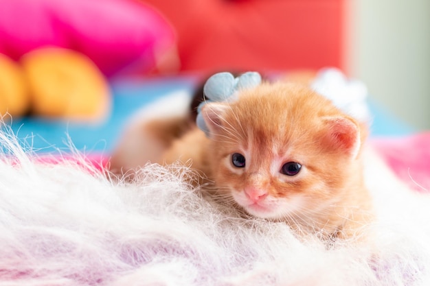 Um gato amarelo de um mês de idade brincando em sua cama de pelúcia