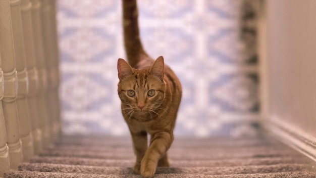 Um gato andando em um sofá com o rabo para cima
