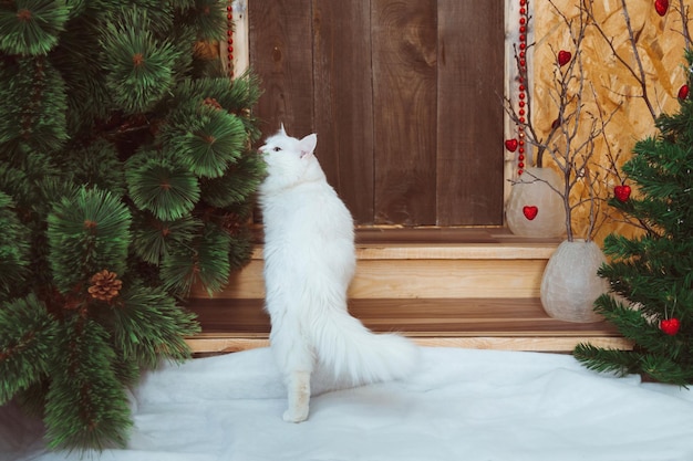 Um gato Angora branco e fofinho vai à porta da casa e cheira um galho de pinheiro