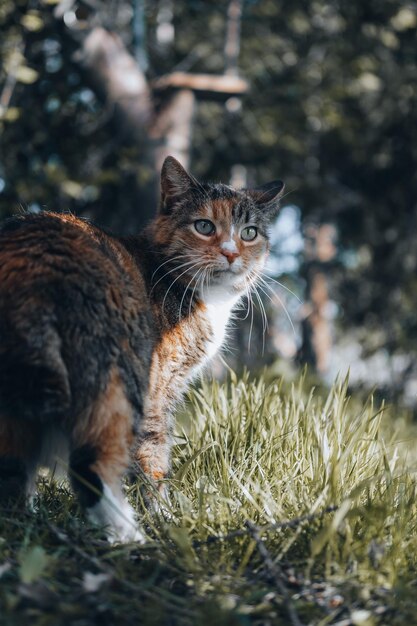 Foto um gato - ao ar livre