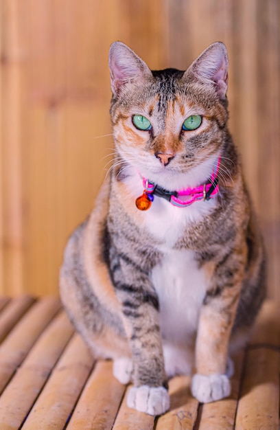 Um gato bonito com olhos azul esverdeado