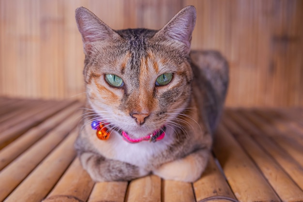 Um gato bonito com olhos azul esverdeado