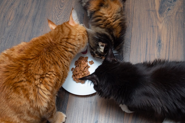 Um gato bonito come comida de gato em uma tigela.