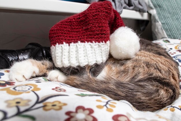 Um gato bonito em um boné de Ano Novo dorme perto de um radiador quente