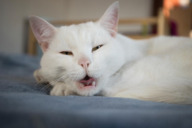 Um gato branco adulto está descansando em casa em um cobertor azul