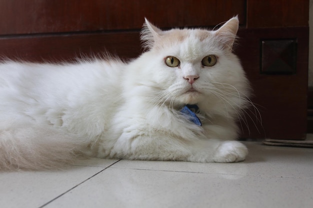 Foto um gato branco com coleira azul está deitado no chão.