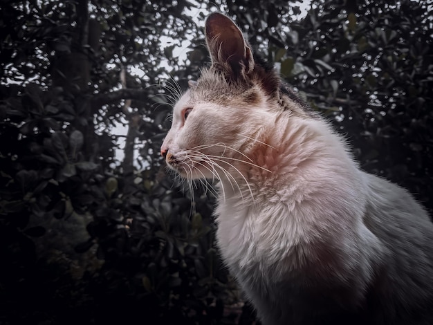 Um gato branco com longos bigodes está olhando para fora de uma floresta.