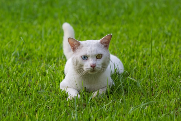 Um gato branco de olhos estranhos, amarelo e azul agachado no gramado verde