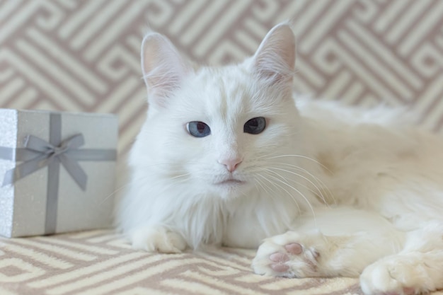 Um gato branco de raça pura e uma caixa de presentes Closeup Pets