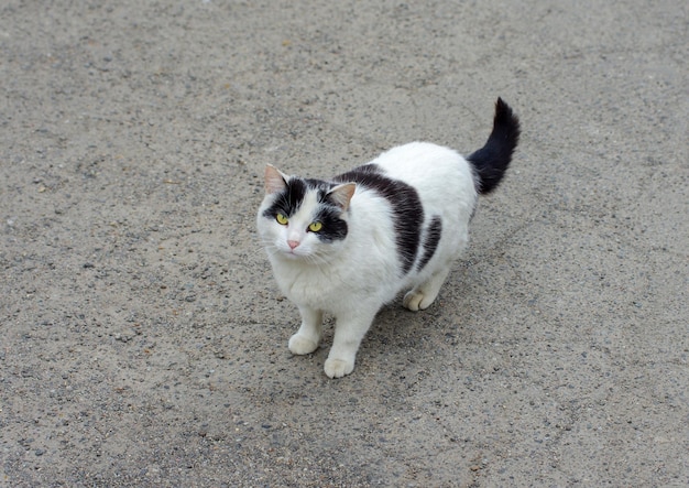 Um gato branco e preto parado na rua e olhando para a câmera