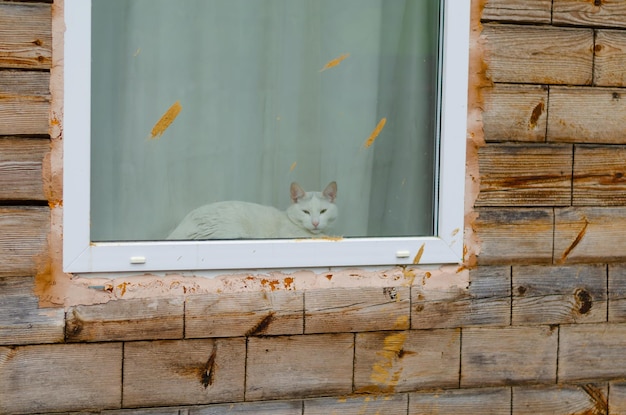 Um gato branco está sentado em uma janela com um adesivo amarelo.