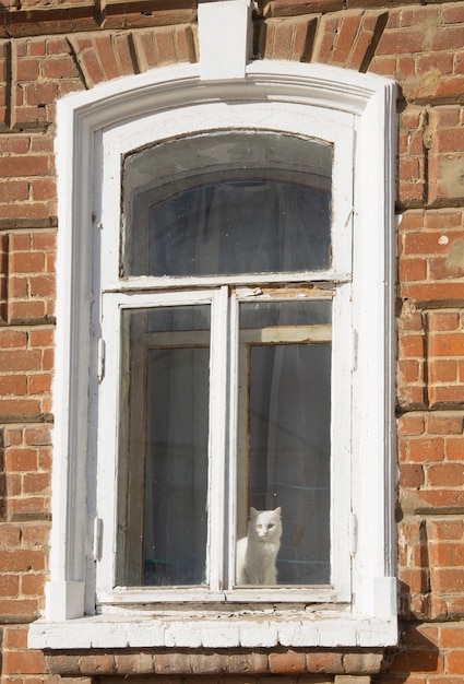 Um gato branco está sentado na janela