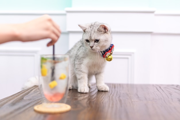 Um gato branco olhou para a bebida