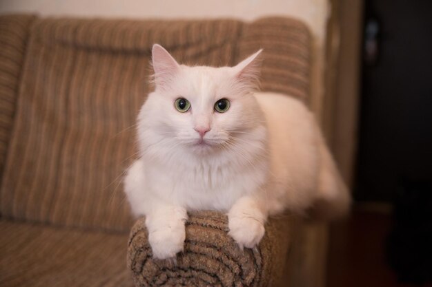 Um gato branco sentado no sofá em casa