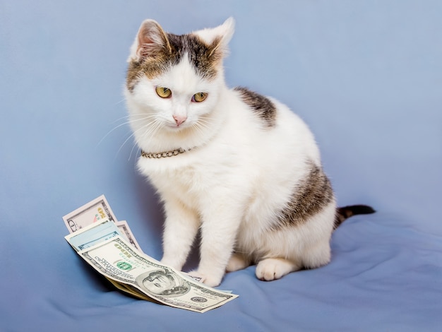 Um gato branco sentado perto de um maço de dólares e olhando para o lado
