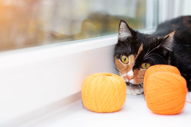 Um gato brinca com uma bola de linha jogos de animais de estimação