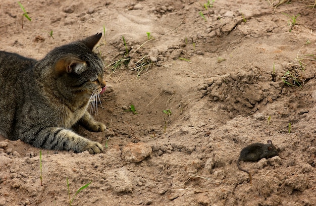 um gato brinca com um rato pego