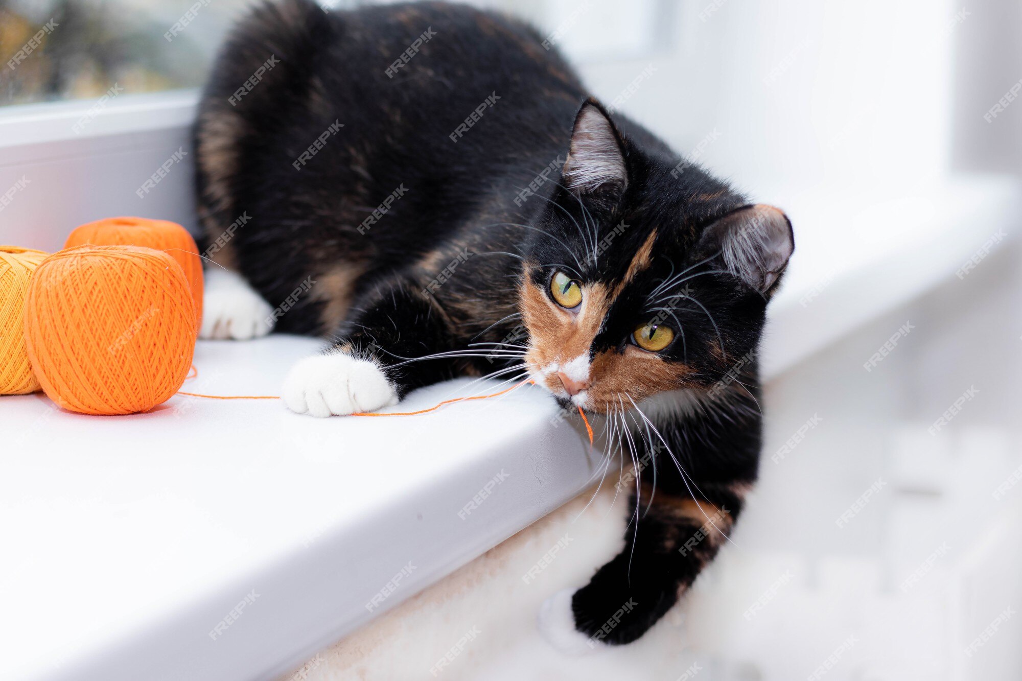 Um gato brinca com uma bola de linha jogos de animais de estimação