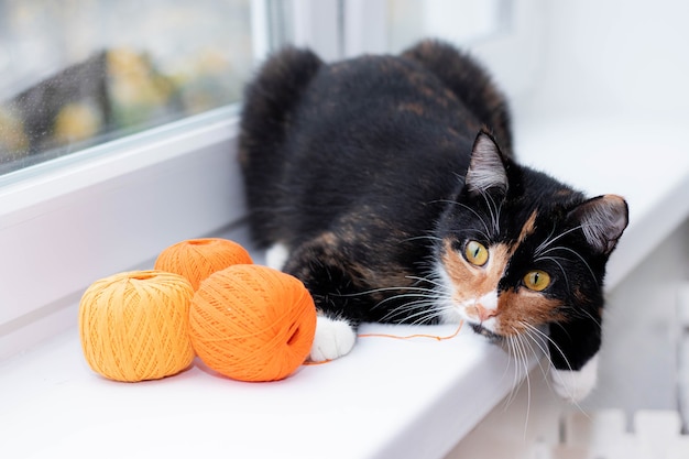 Um gato brinca com uma bola de linha