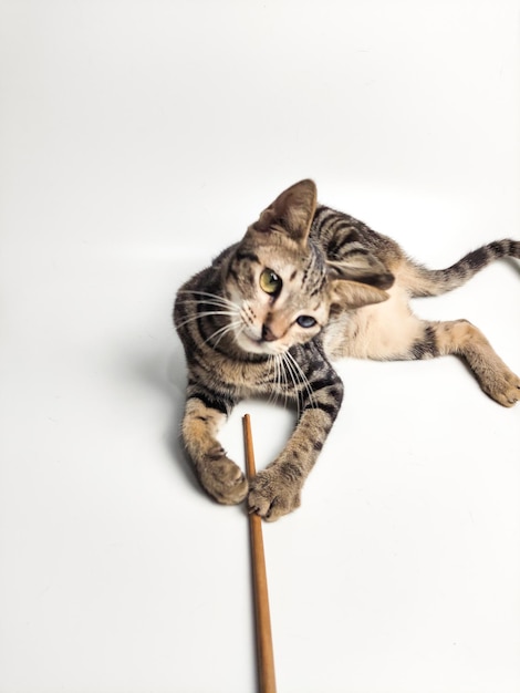 Foto um gato brincando com uma vara que diz 'brinquedo de gato' nela