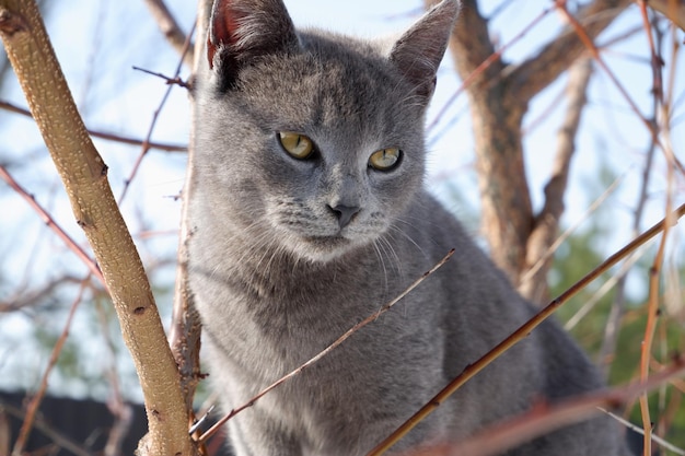 Um gato britânico azul cinzento está sentado nos galhos de uma árvore