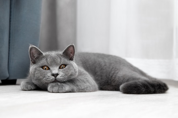 Um gato britânico deitado no chão branco olhando para a câmera