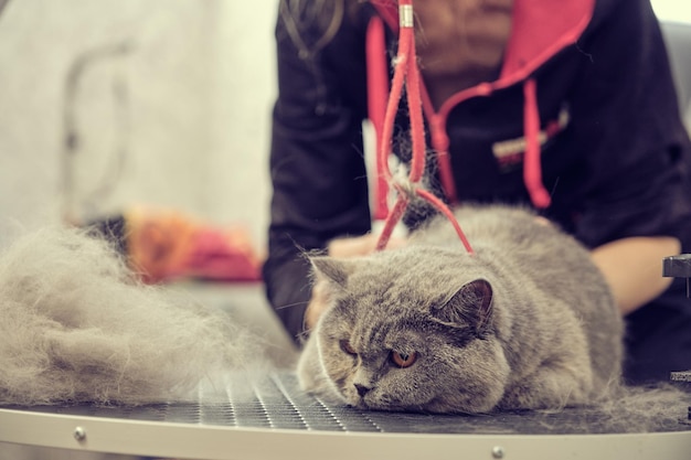 Um gato britânico está em uma mesa de preparação com cabelo penteado após a muda no contexto de um mestre feminino