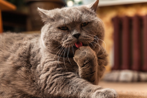 Um gato britânico gordo e cinza está deitado no chão e lambendo a pata.