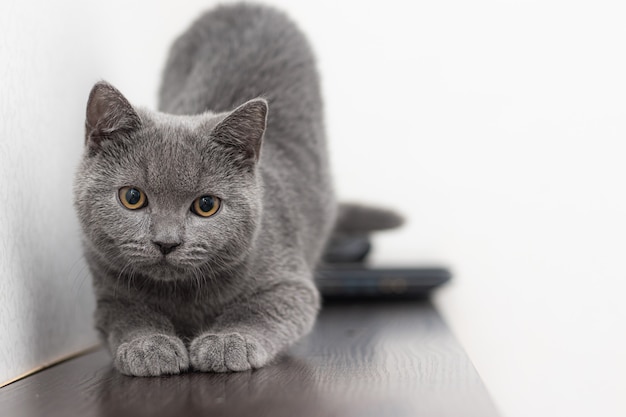 Um gato britânico peludo e esfumaçado cinza parece.