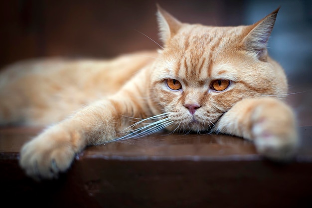 Um gato britânico ruivo descansando na varanda