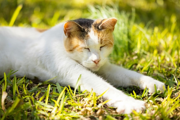 Foto um gato calico na grama foto de estoque