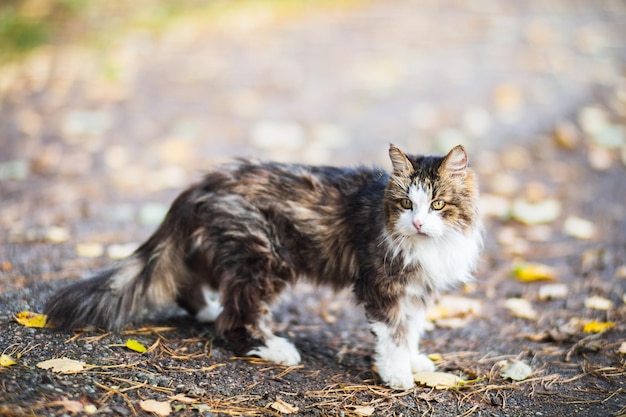 Um gato caminha por uma estrada rural na vila em um dia de outono