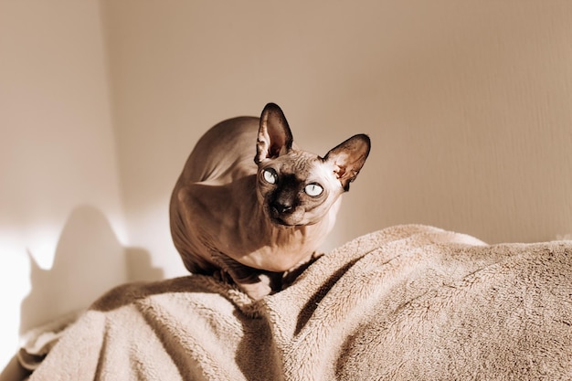 Um gato careca da raça canadense Sphynx