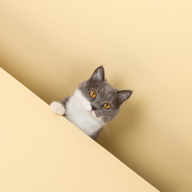 Um gato cinza bonito em um fundo amarelo espreitando Um espaço de cópia em branco