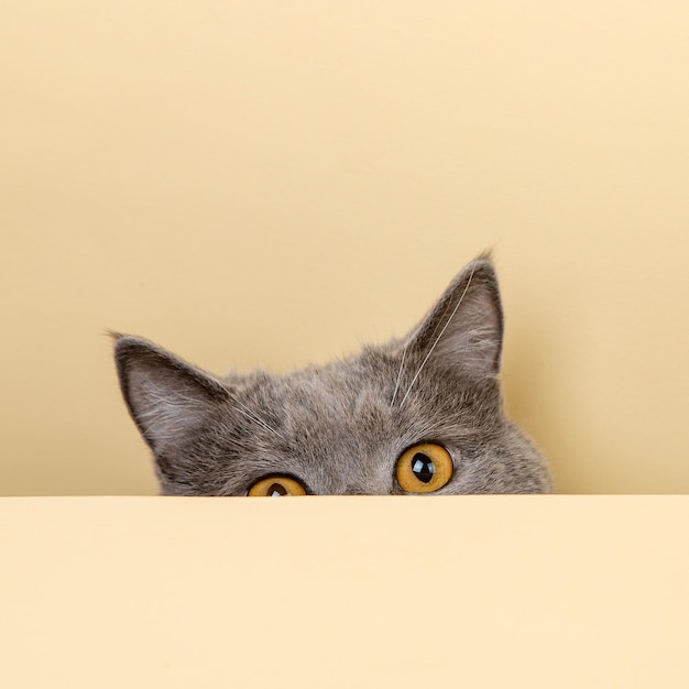 Um gato cinza bonito em um fundo amarelo espreitando um espaço de cópia em branco